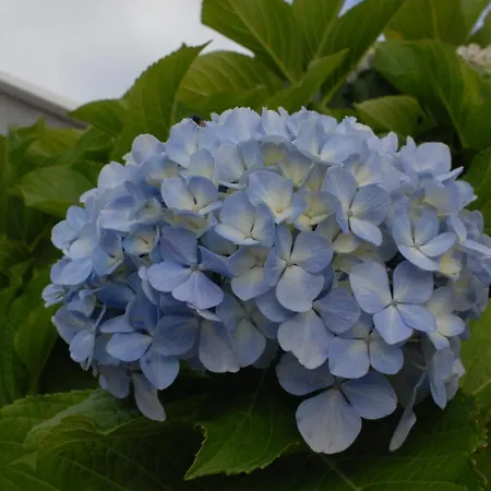 Rua Granxas, N 13, Piso Con Terraza O Estudio Sin Terraza